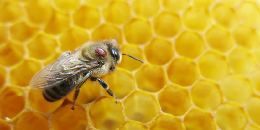 Sirke ile varroa mücadelesi